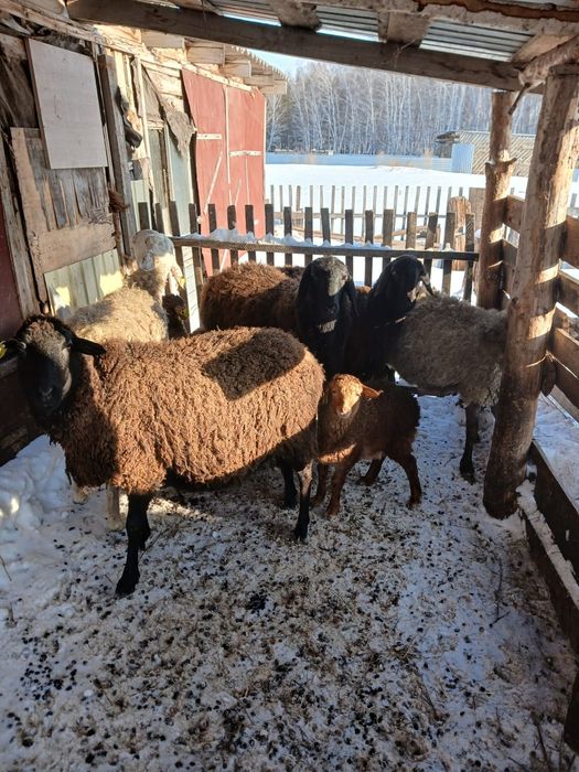 Продам  баранов ...