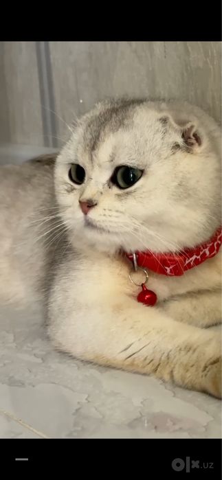 На продаже шотланская девочка