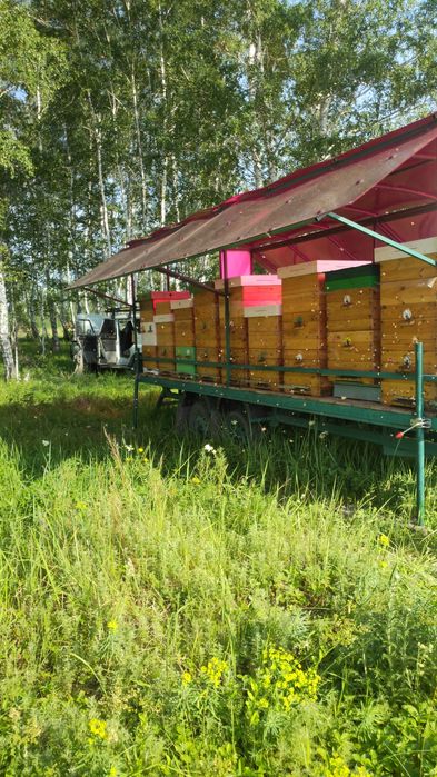 Продам мед с личной пасеки 2025 г