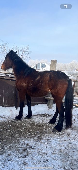 В продаже жеребец !