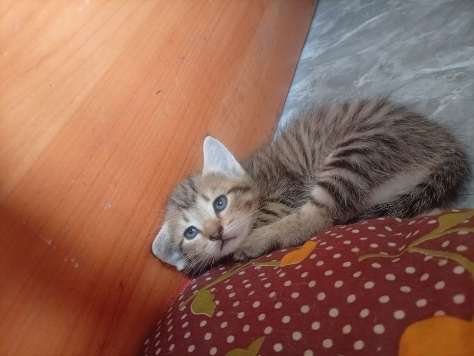 Котята бесплатно