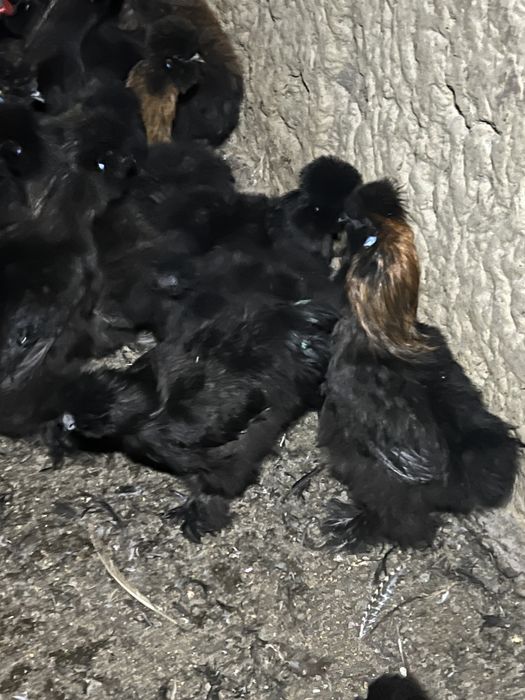 Vand pereche de Matase Japoneza