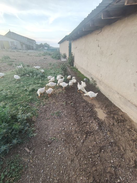Продам гусята Линда