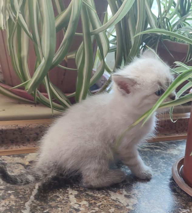 Шатланские котята