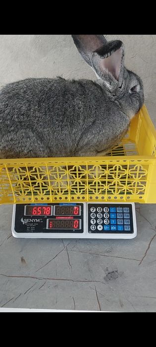 Кролики великаны Миксы