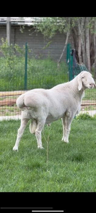 Qoy qochqor  qassob 85 mindan ichida wivoy