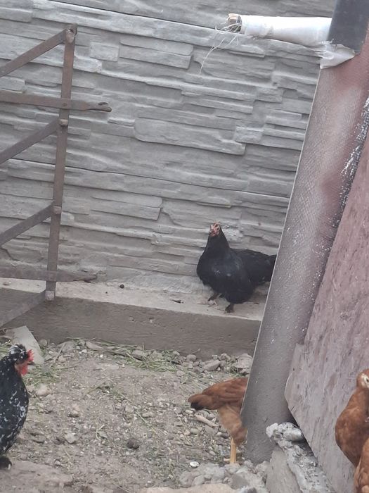 De vanzare gaini cochinchina si pitice