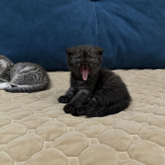 Шотландские котята