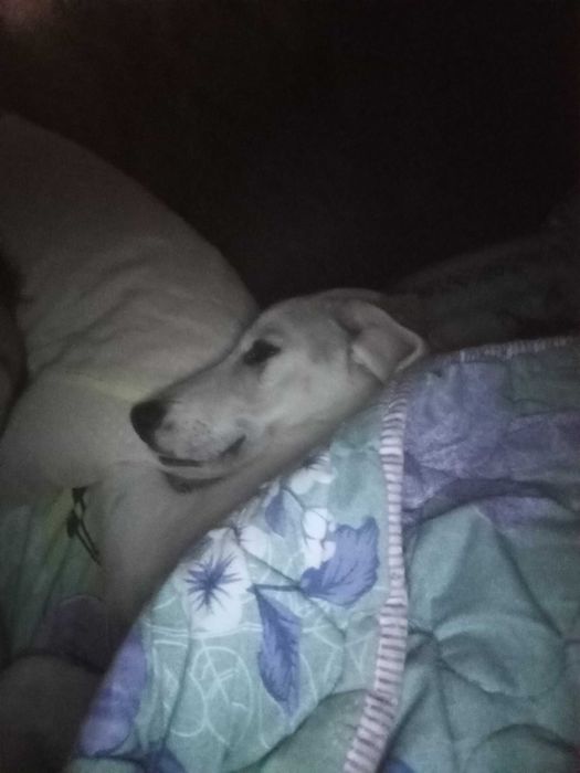 В добрые хорошие руки.