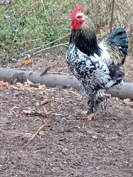 Cocosi de vânzare!