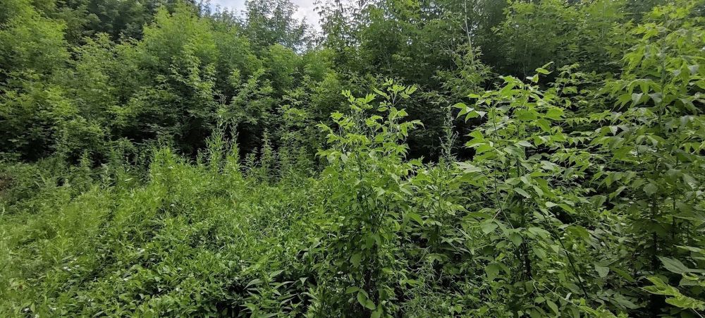 Продажа земельного участка в Бишкуле