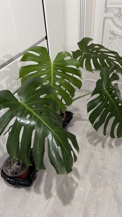 Монстера 3, 2, 1 лист (есть разные)