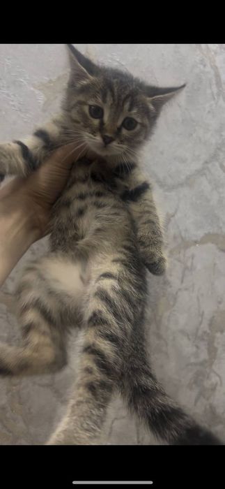 отдам даром в добрые руки