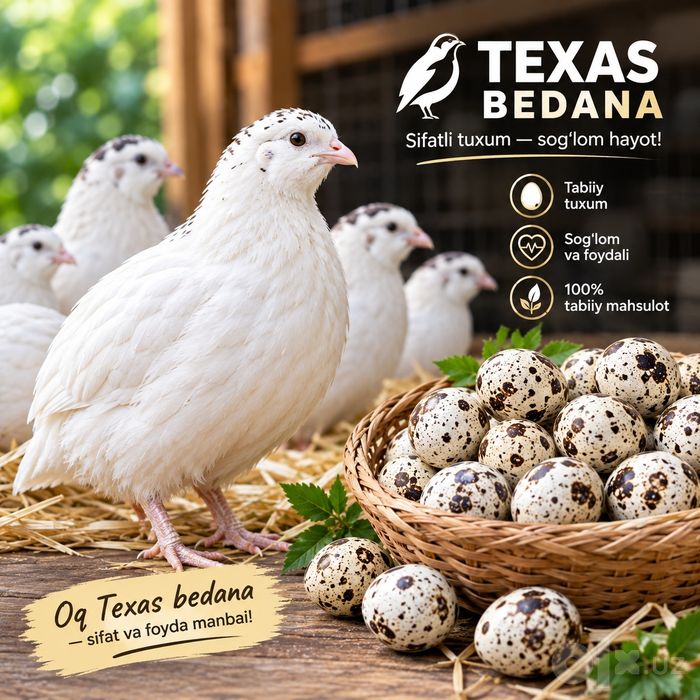 Texas bedana tuxumlari