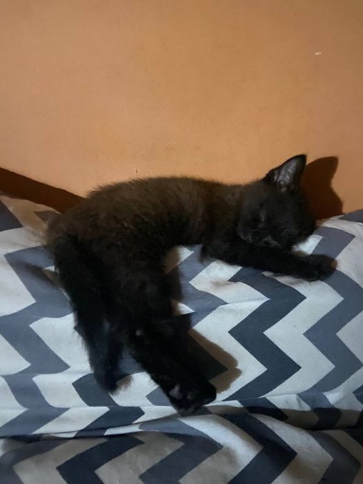 Отдам даром черную котенка