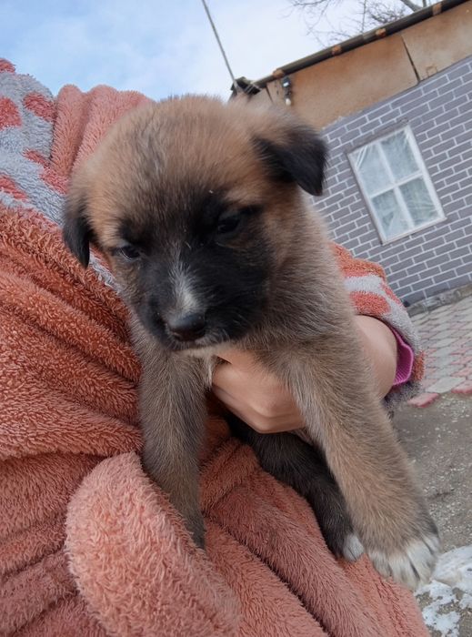 Отдам щенков в добрые руки