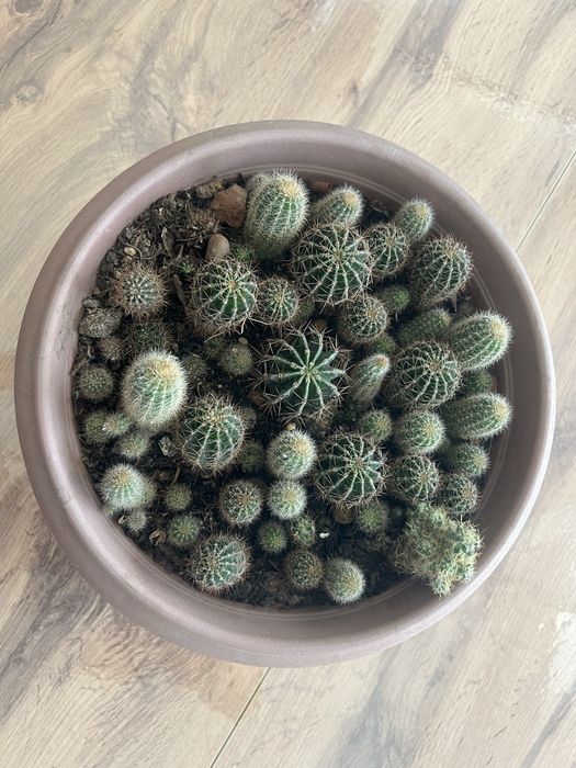 Кактусы маленькие