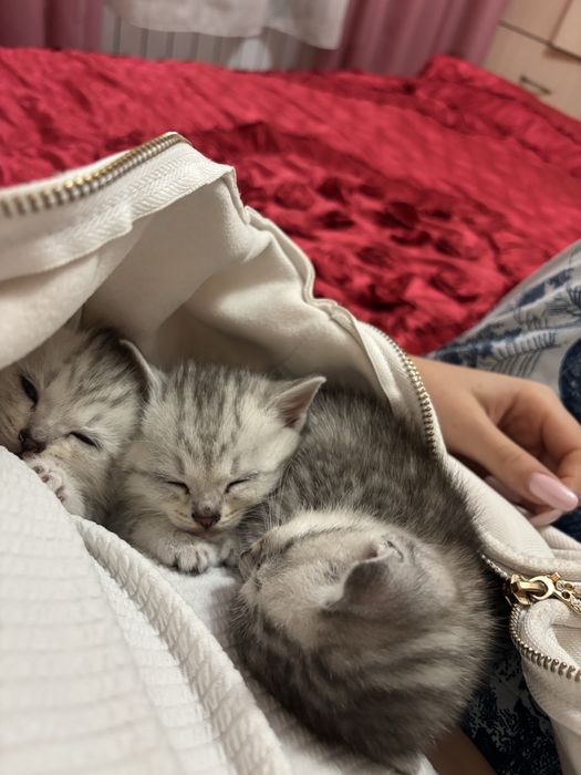 Продаются котята