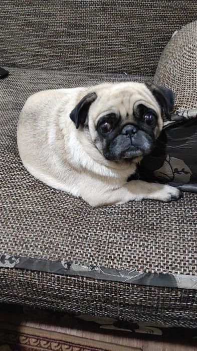 Девочка мопс в добрые руки