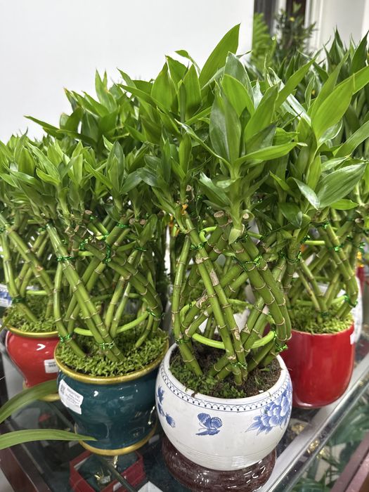 Бамбук денежный в горшке