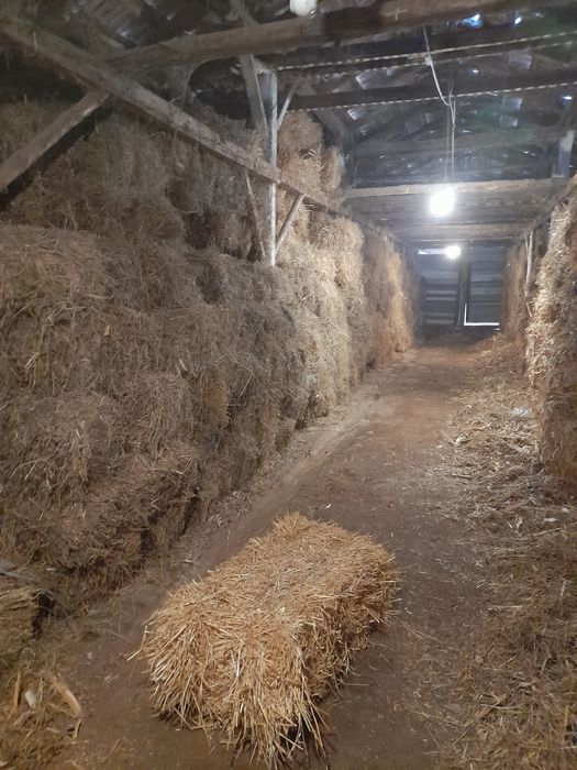 De vanzare Baloti de paie