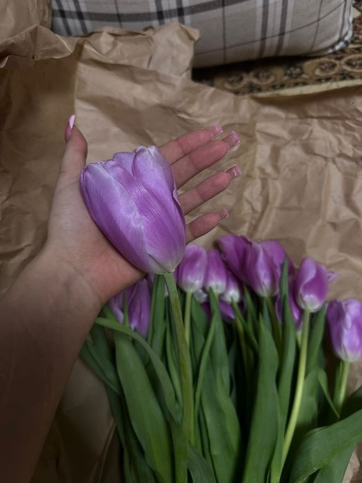 Продаются тюльпаны