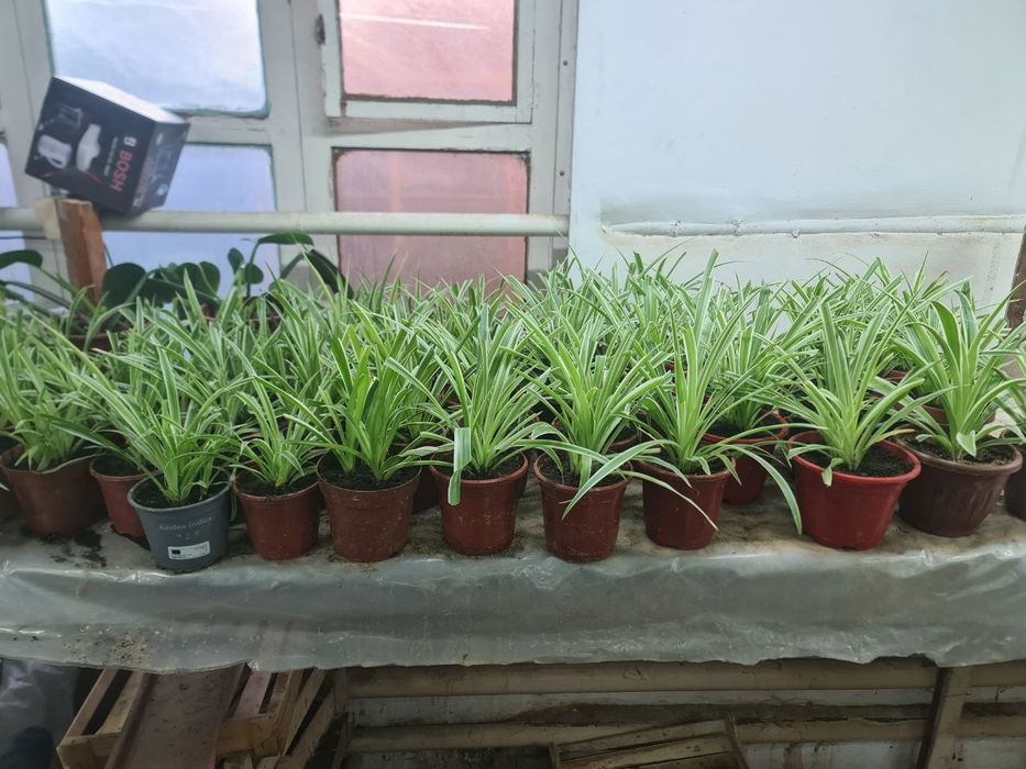 Xar xil turdagi gullarimiz sotiladi