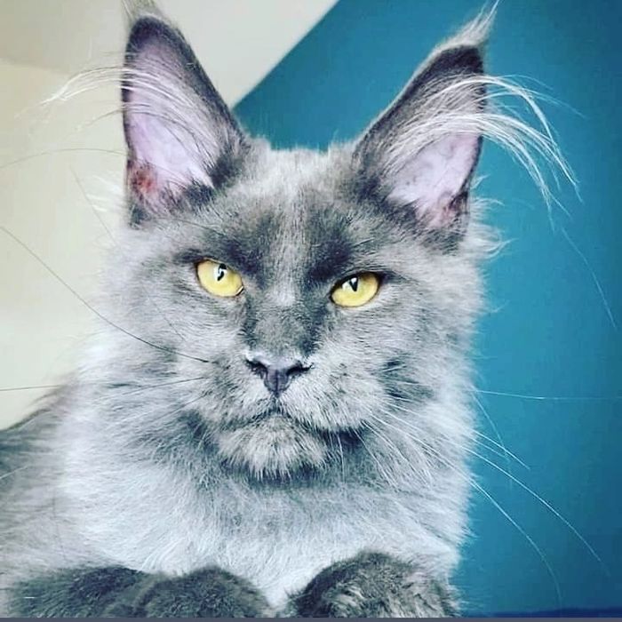 Котята мейнкун продаю