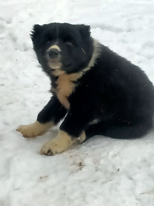 Төбетің күшіктері 2 ұрғашы 1 еркек келісеміз если что
