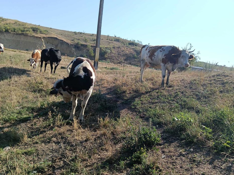 Vând Vaci și Viței din Iași, Belcești