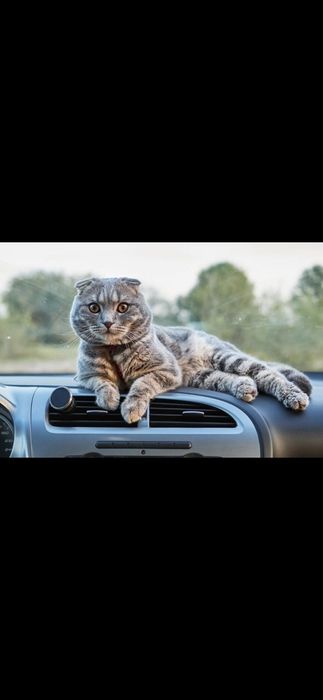 Доставка животных такси перевозка