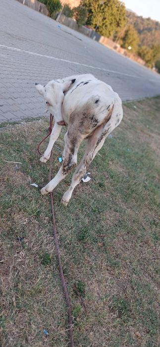 Vând vița de 3 luni