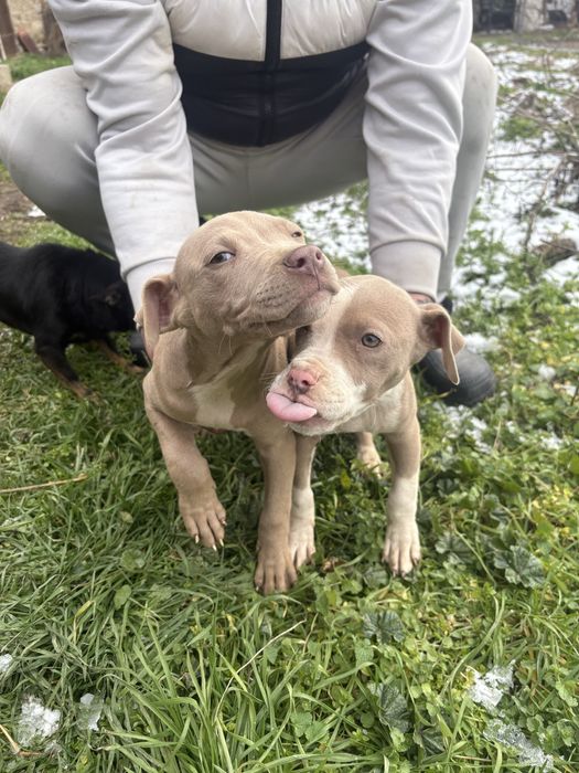 Продавам питбули на 65 дни