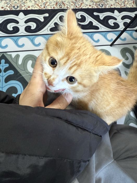 Котенок мальчик