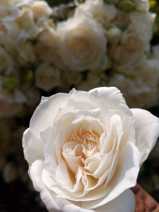 Atirgul ko'chatlari dexqonchilik