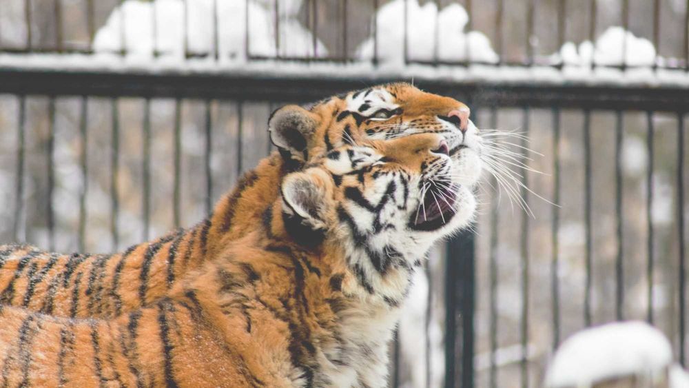 Nikon D3300 + Объектив Tamron 70-300mm