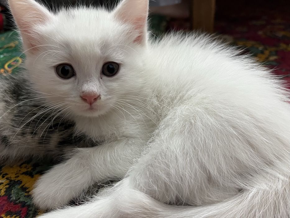 Киз бола пишик, 1ярм ойлик: 200 000 so’m