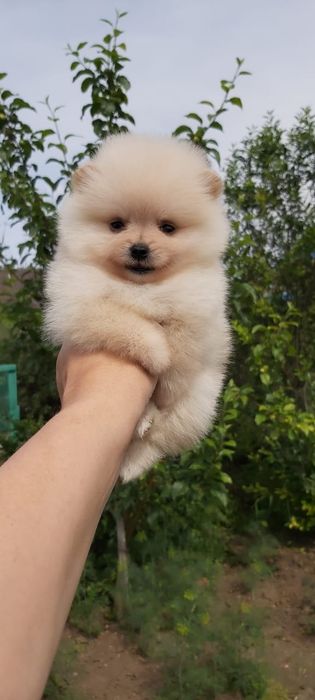 Щпицы мальчики и девочки