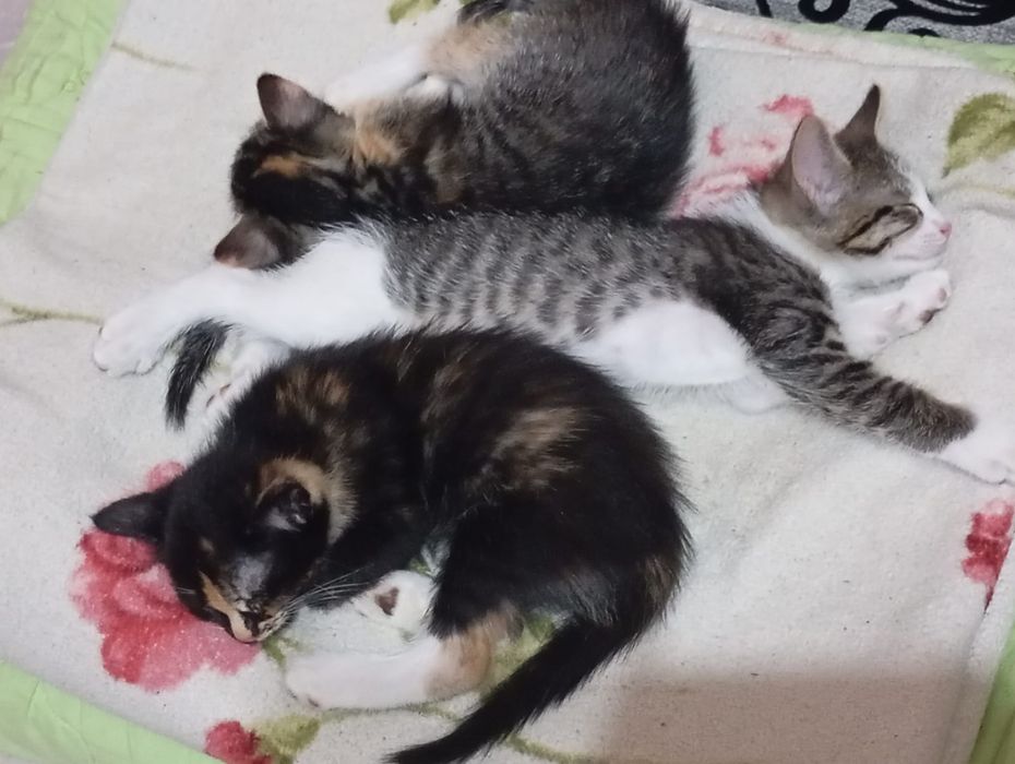 Отдам котят в хорошие руки