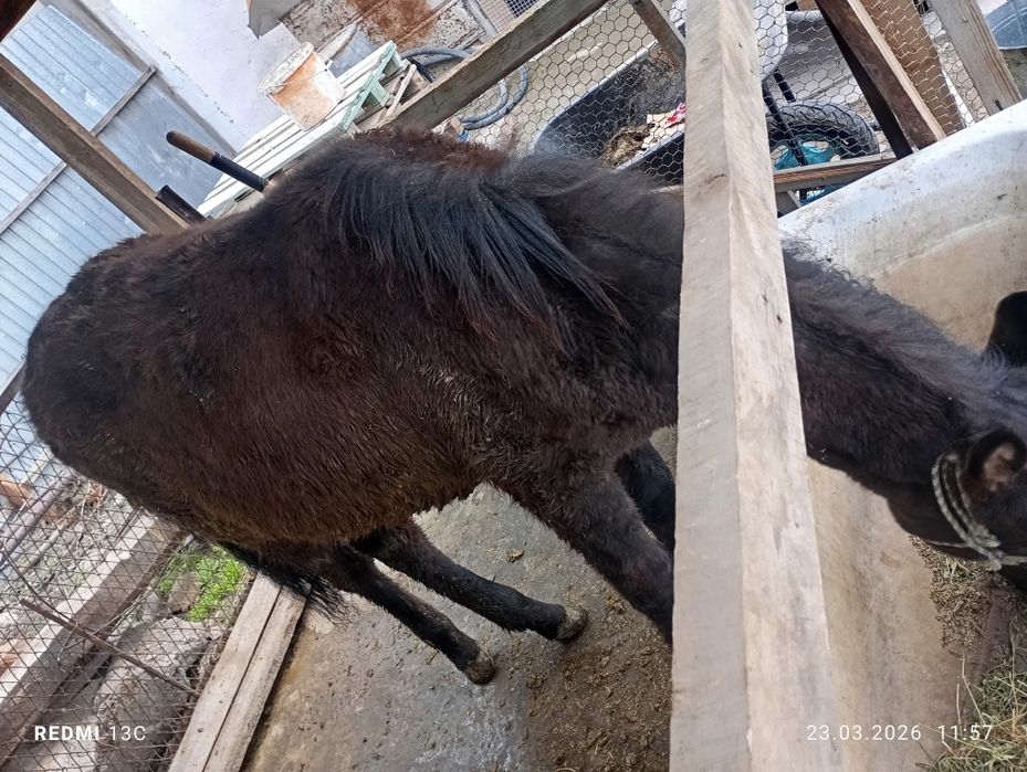 Тай сатылады 1 жасар.