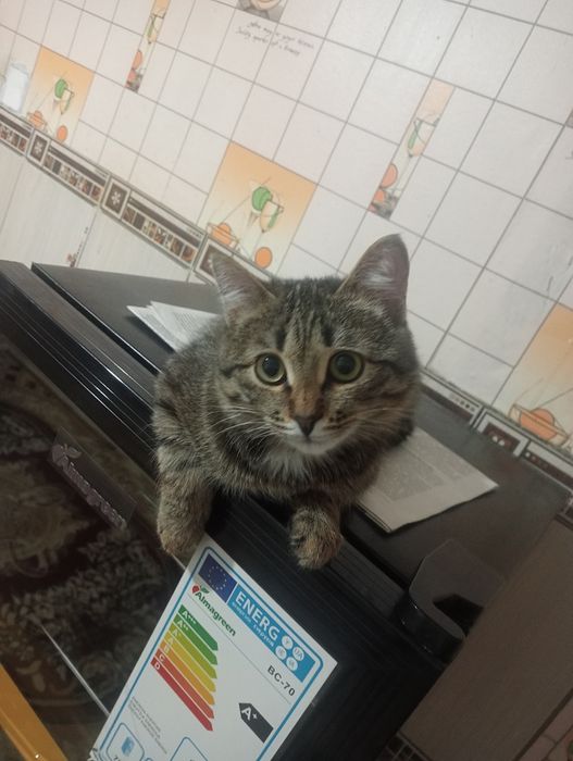 Кошка бесплатно 2 месяц