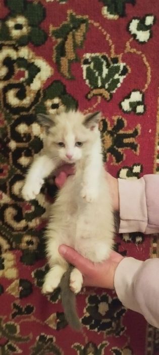 Котята в хорошие руки