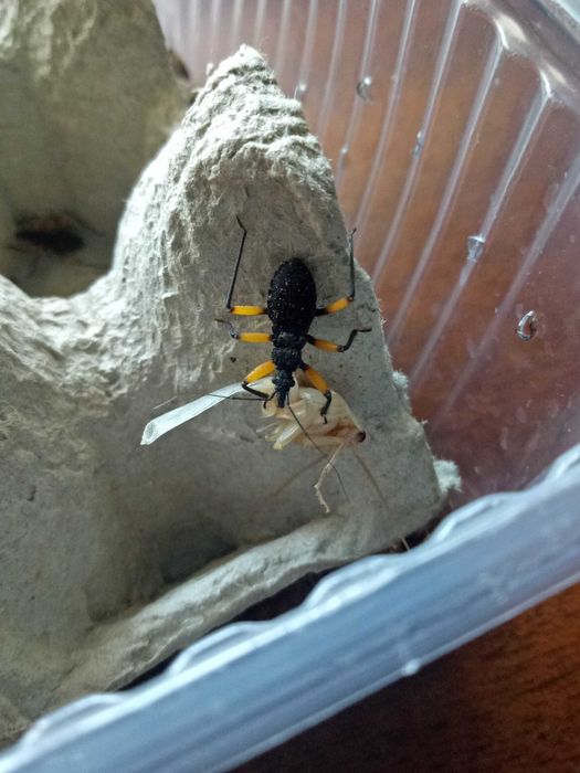 Tarantule din diferite specii