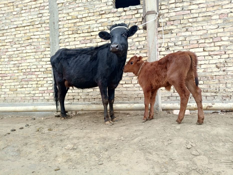 Ona bola sotiladi bolasi buqacha