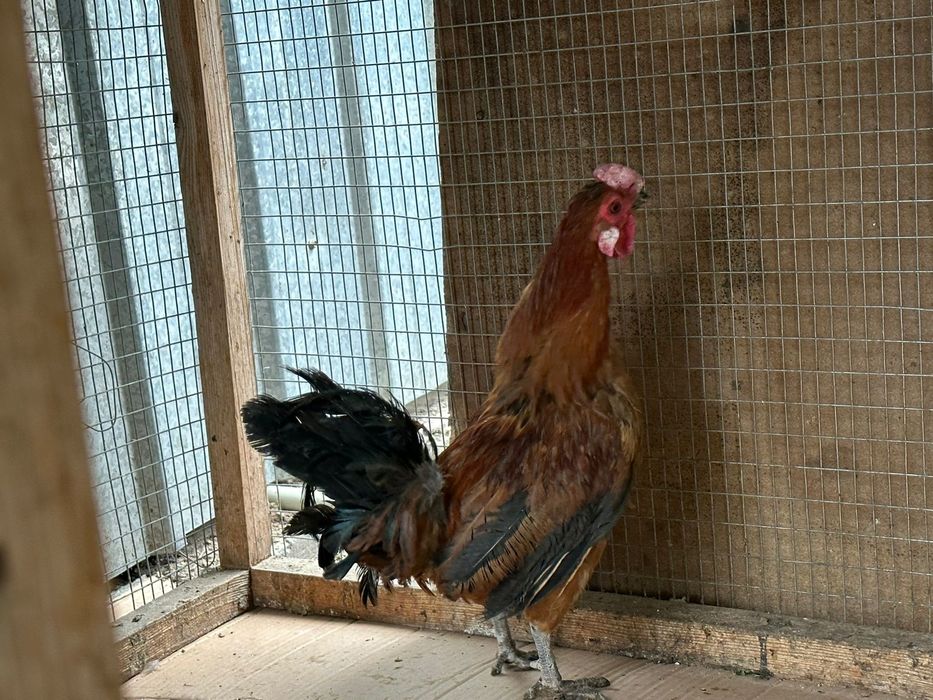 Петухи карликовые