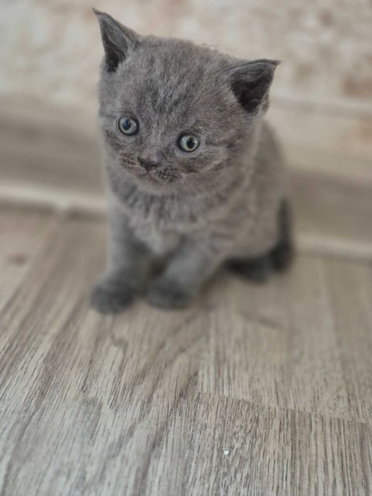 Британски котета