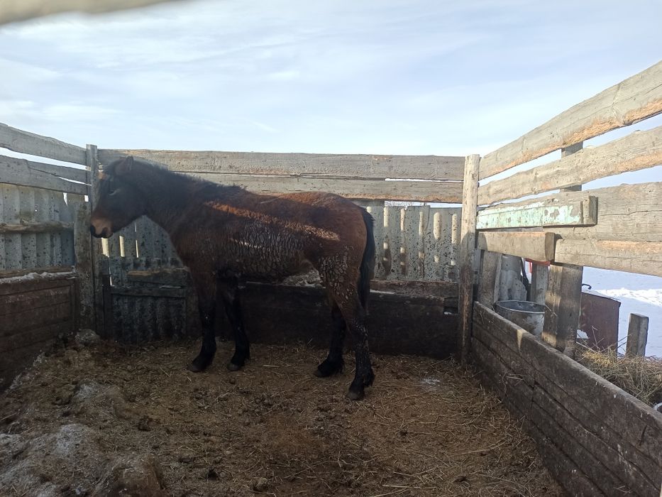 Жылқы еті дәмді табиғи