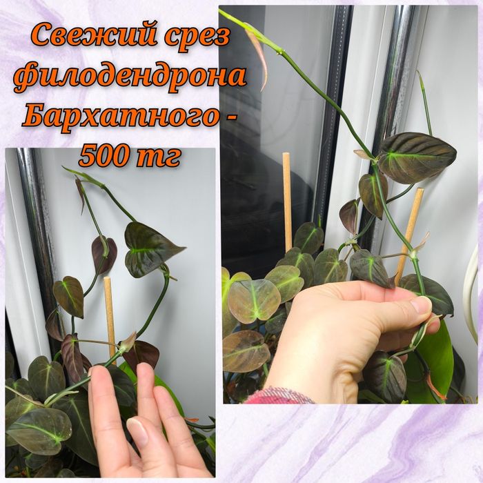 Филодендрон Медуза, Бархатный, Эуфорбия.