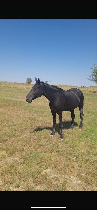 Иноходец Американец Жорға