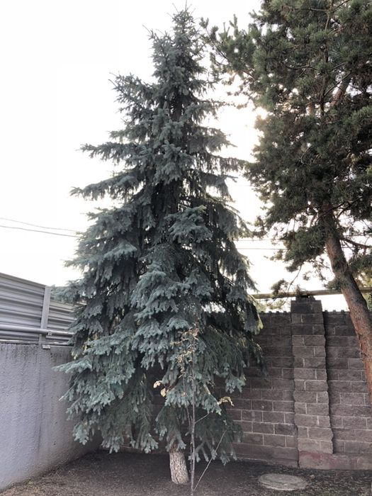 Продам голубую/зеленую Ель